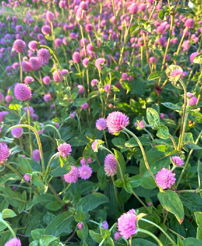 Many pink flower plants