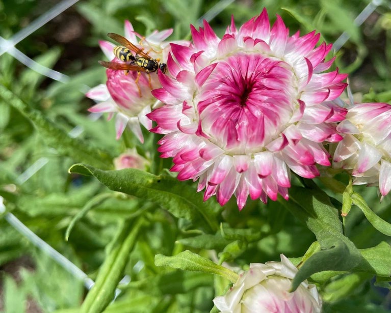 A pink a white flower with a wasp sitting on it. 