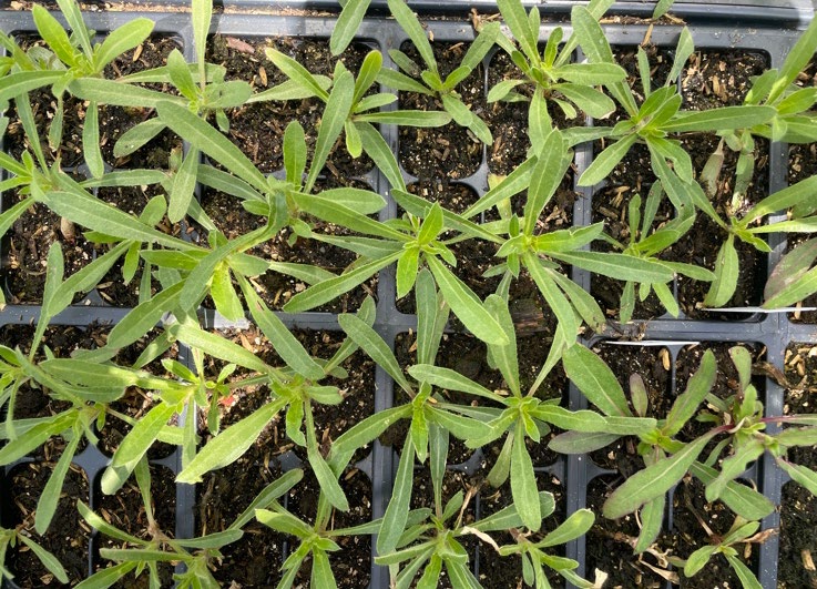Many small plant sprouts growing from soil in a greenhouse.
