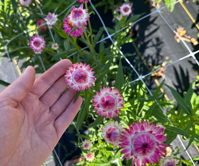 A hand near a plant with pink and white flowers. 