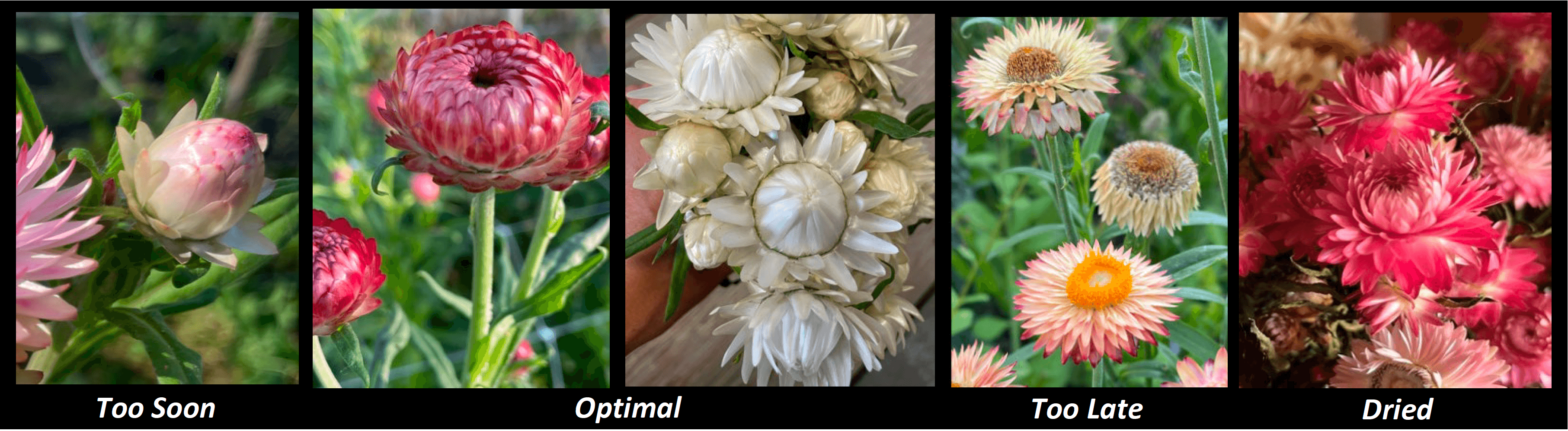 Five-panel image showing strawflower harvest stages: a closed pink bud labeled “Too Soon,” partially open pink flower labeled “Optimal,” white flowers at peak harvest labeled “Optimal,” fully open flower with visible center labeled “Too Late,” and dark pink dried strawflowers labeled “Dried.”