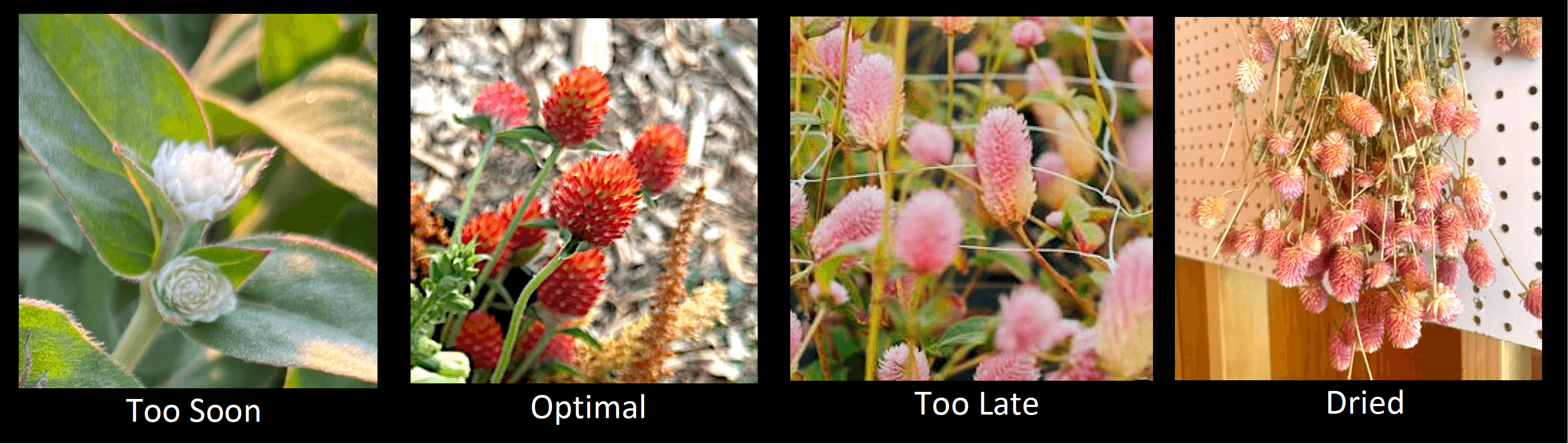 Four-panel image showing stages of gomphrena flower harvesting: an unopened white bud labeled “Too Soon,” bright red globe-shaped flowers at peak harvest labeled “Optimal,” pale pink flowers beginning to fade labeled “Too Late,” and bundles of dried pink gomphrena flowers hanging for drying labeled “Dried.”