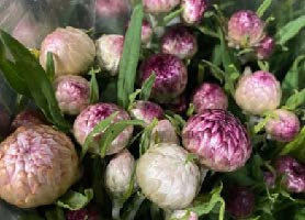 Tightly closed blooms of pink, white, and purple flowers. 