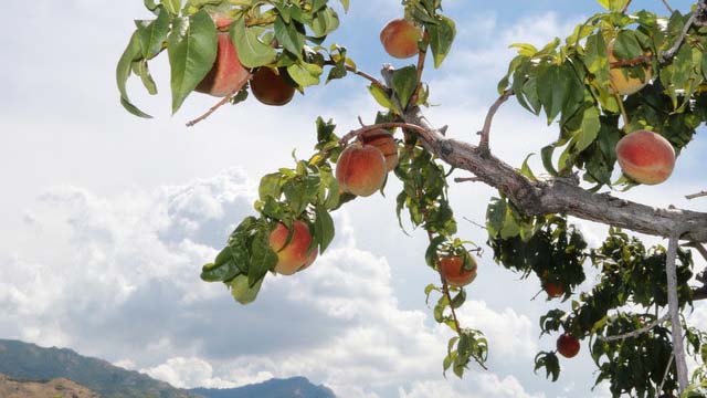 Peach trees growing in front of mountain