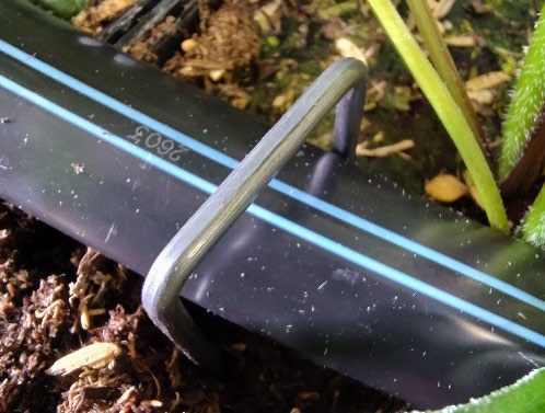 A pipe stapled to the ground.