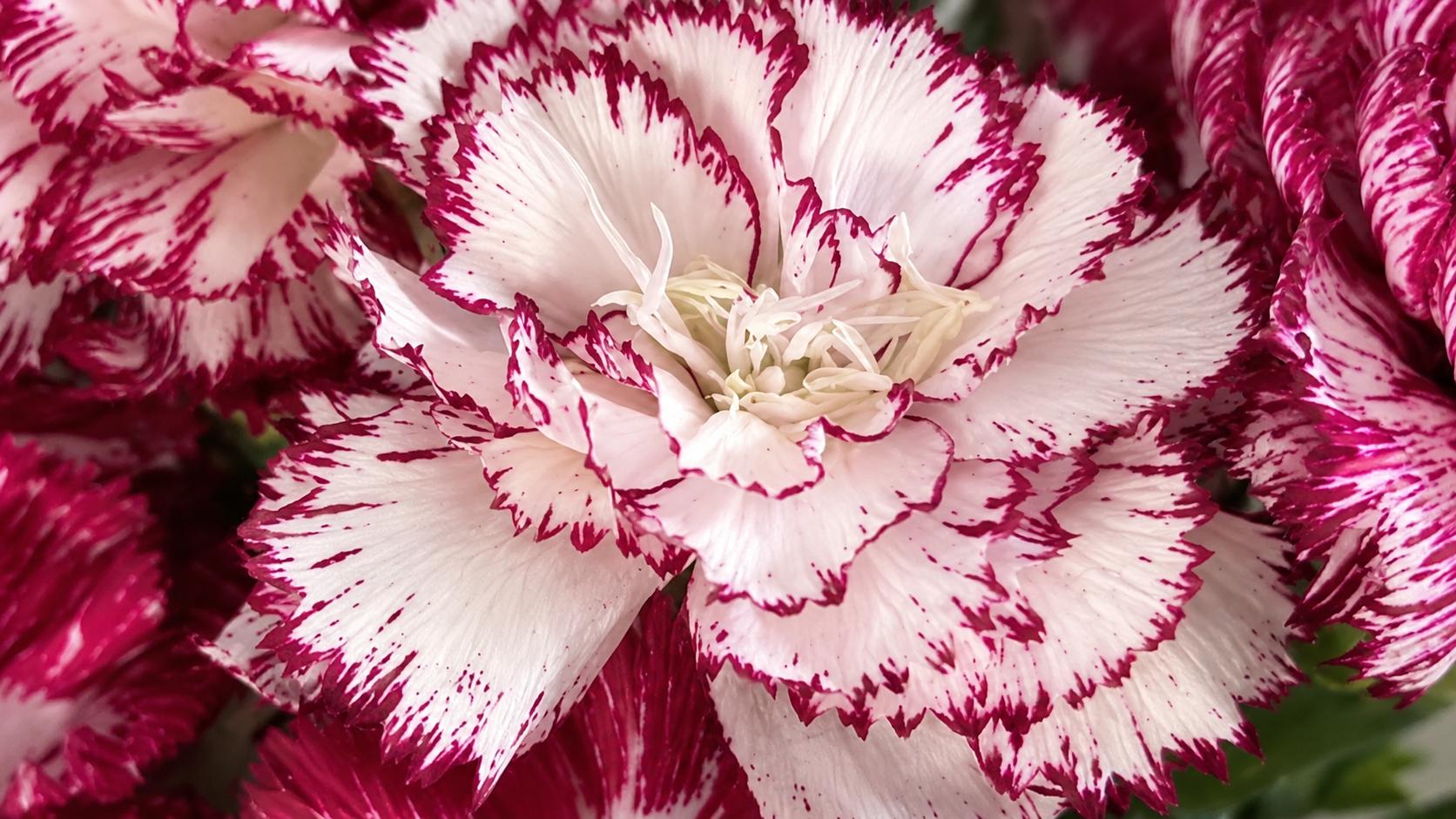 Mini Carnation Flowers