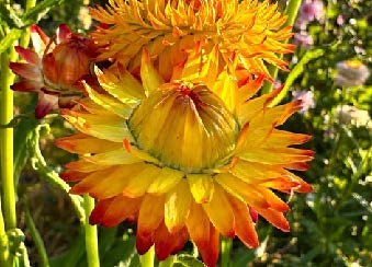 Orange strawflower