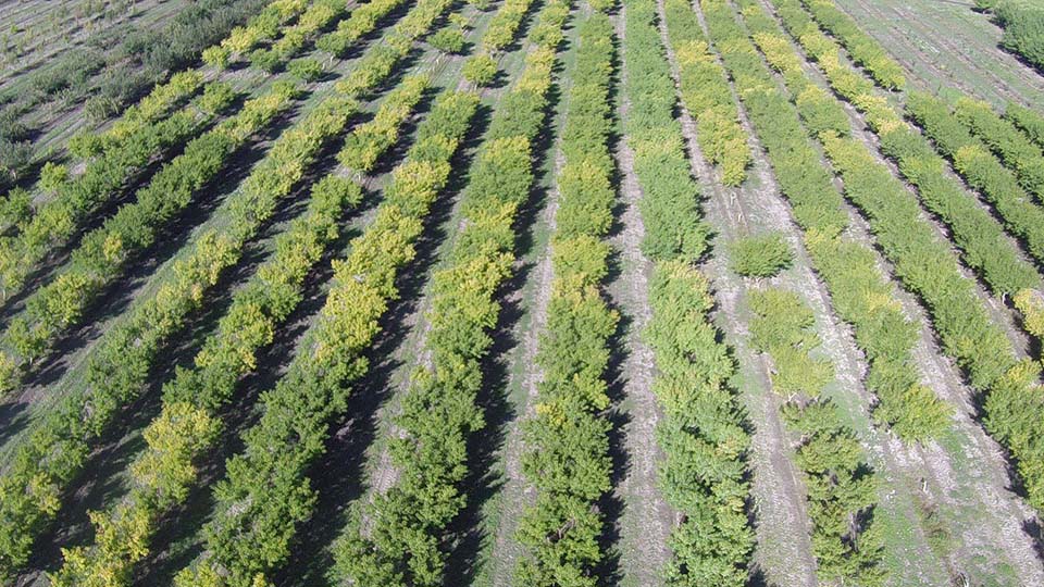 Drone shot of an orchard