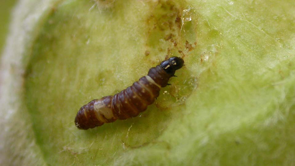 Peach twig borer larva