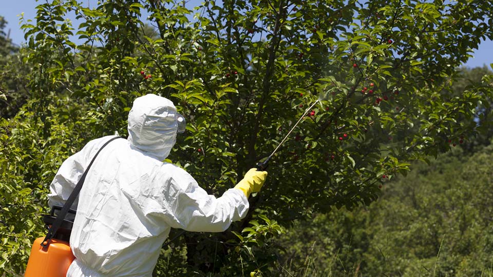 Spraying pesticides in orchard
