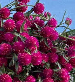 QIS Carmine gomphrena which are dark pink flowers