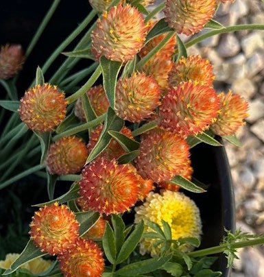QIS Orange gomphrena which is an orange and yellow flower