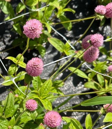 QIS Pink gomphrena which is a light pink flower. 