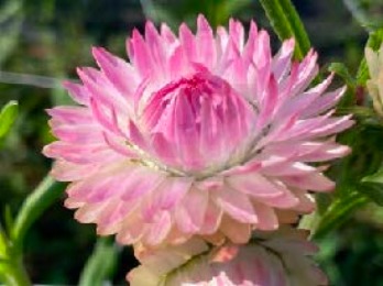Silvery Rose strawflower