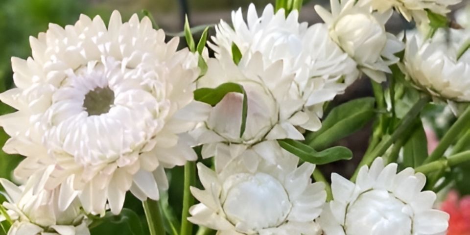 White strawflowers in a garden