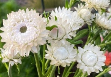 Vintage White strawflower