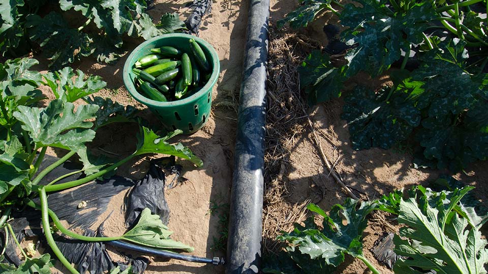 Drip irrigation on zucchini squash crop