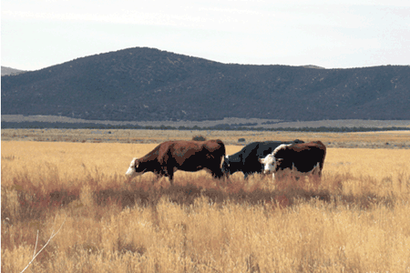 Cattle graze a crested wheatgrass and forage kochia pasture