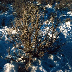 Sage grouse habitat