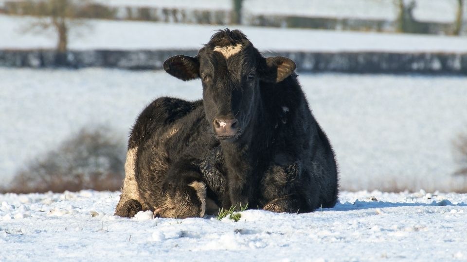 Cow sitting in the snow