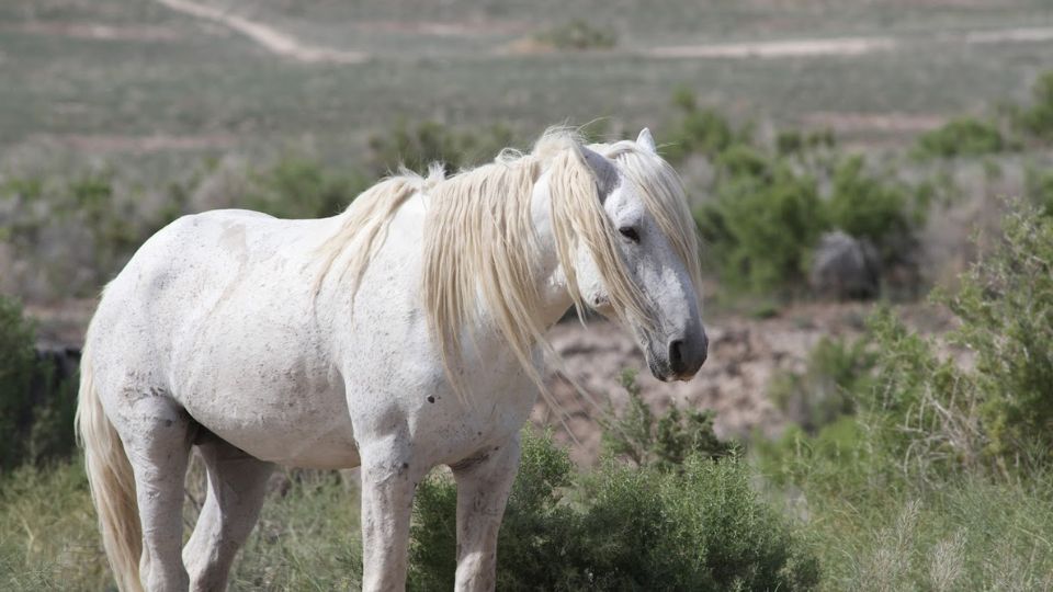A white horse in a feild.