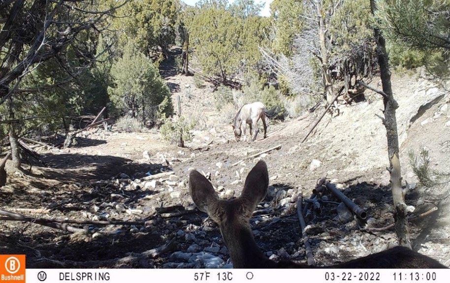 Trailcamera overexposure with a mule deer and a horse.