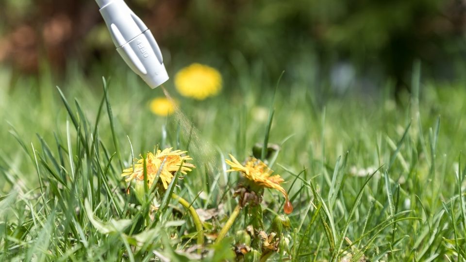 Herbicides sprayed on flower