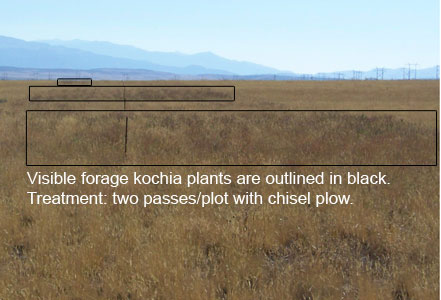 Visible forage kochia plants are outlined in black. Treatment: two passes/plot with chisel plow