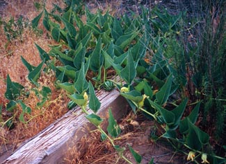 Coyote Melon Gourd