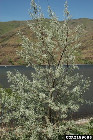 Russian Olive