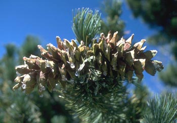 Limber Pine