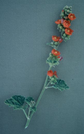 Gooseberry-Leaf Globemallow