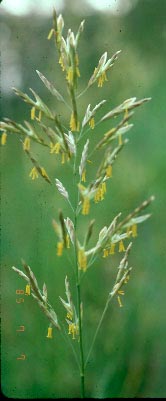 Smooth Brome Allergy Info