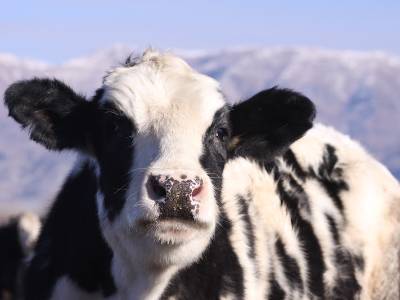 milking cow