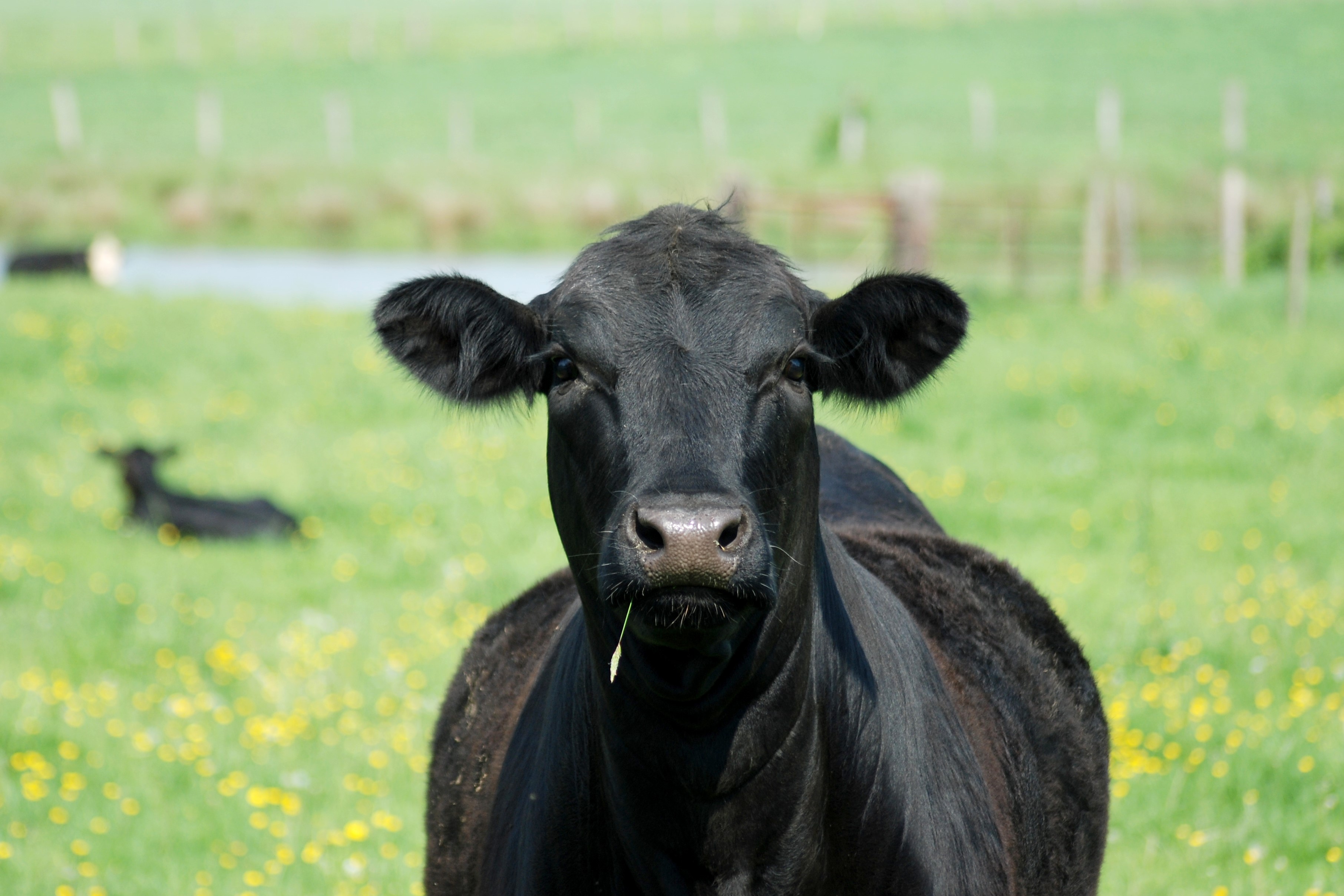Black cow in green field