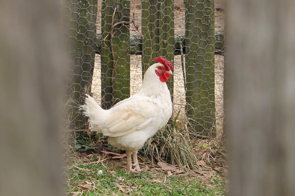 Chicken behind a fence