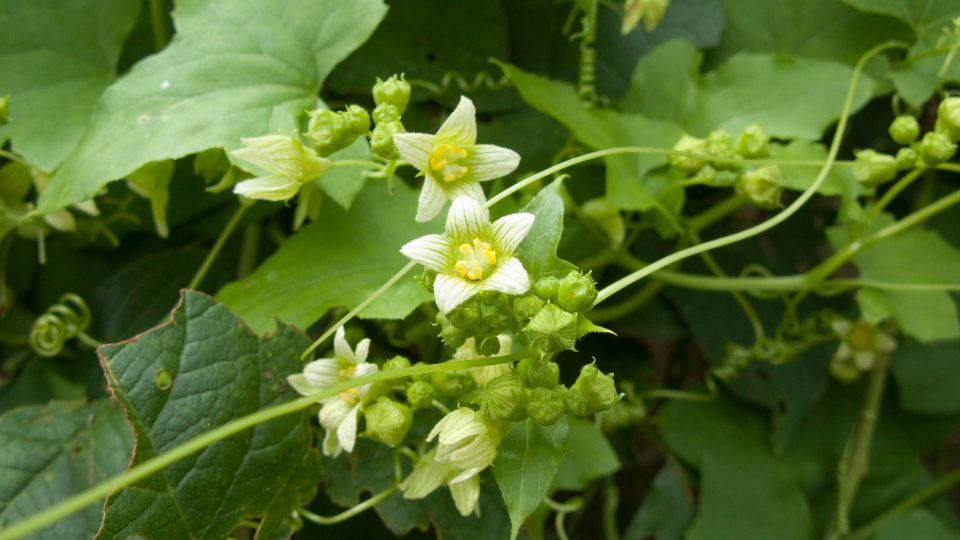 Small white flowers with small vines and green leaves