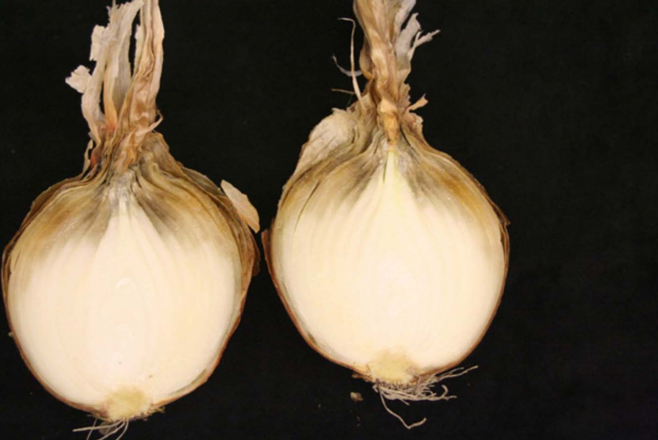 Onion rot