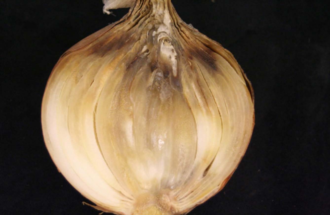 Onion rot