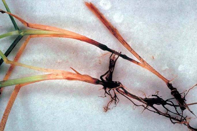 Ennegrecimiento de las raíces y rizomas de Kentucky bluegrass infectados con Mancha Anular Necrótica.