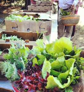 Farm fresh lettuce