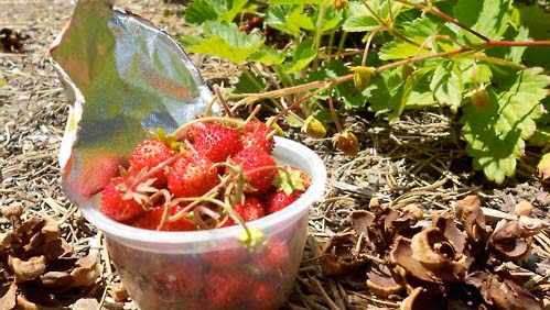 Red alpine strawberries harvested into reused plastic container