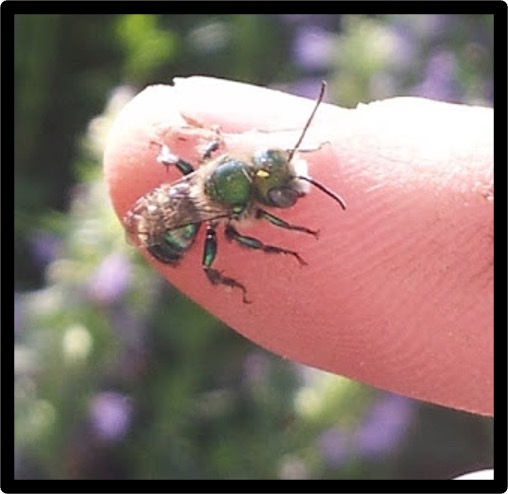 bees on a flower