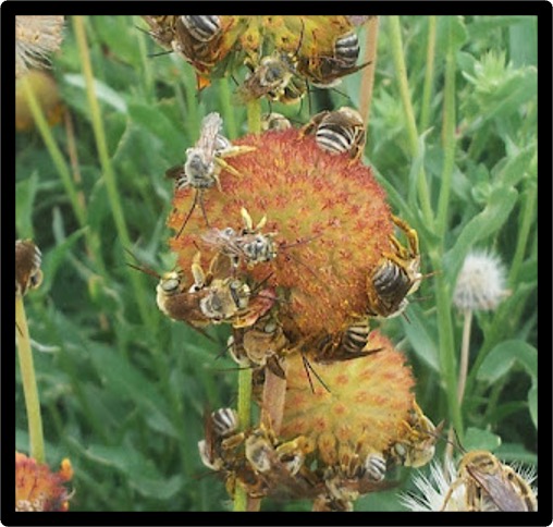 bees on a flower