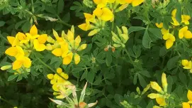 Yellow flowers on dense patch of green birdsfoot trefoil