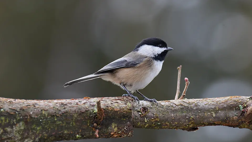 Black capped chickadee perched on a branch