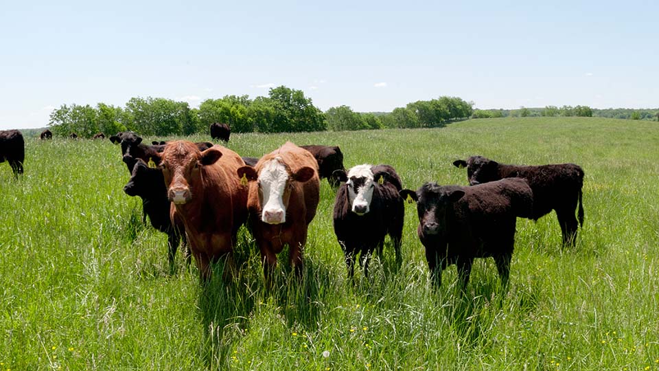 Cattle grazing in a green pasture
