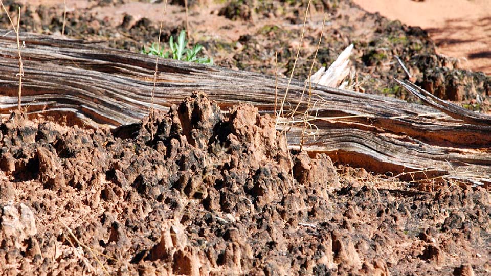 Red desert soil with a darker textured crust