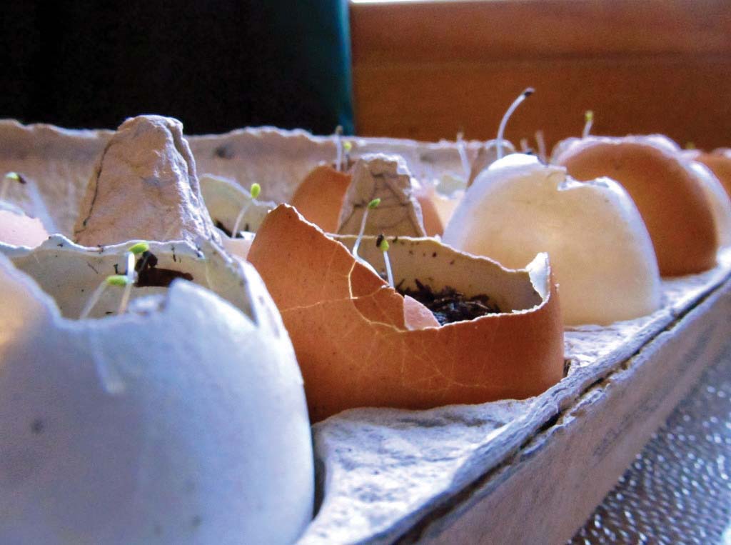 Cracked eggs filled with soil with emerging sprouts