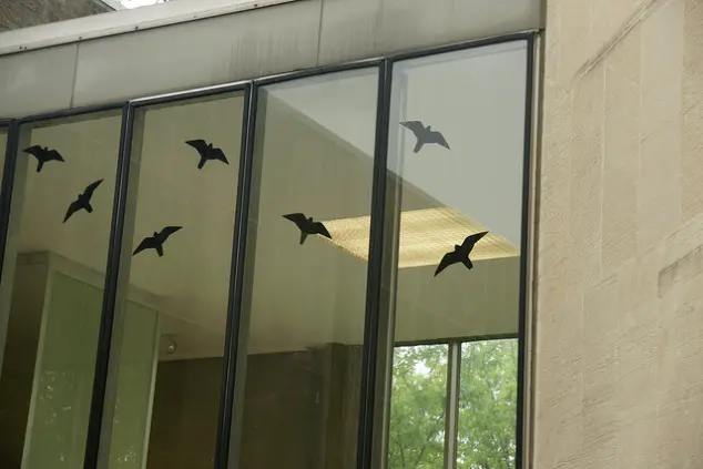 Bird-shaped decals on a window